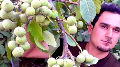 احداث باغ مدرن در اراک