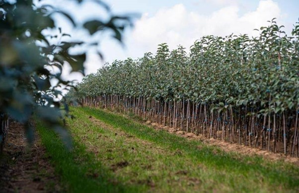 شرکت پالیز نهال با تولید ۲ میلیون نهال رکورد تولید نهال میوه را شکست