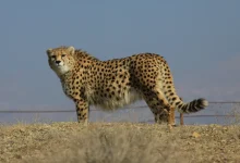 پایداری ایرانسل در حفاظت از آخرین بازماندگان یوز ایرانی