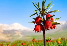 شهرکرد