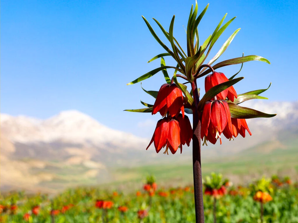 شهرکرد